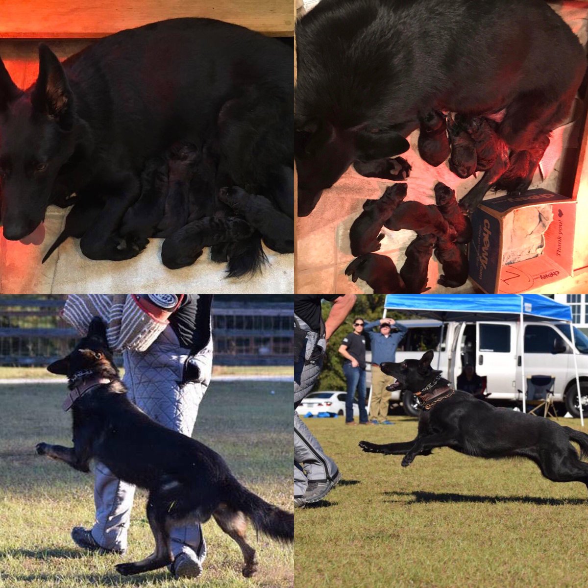 altvatergsd's tweet photo. We are happy to share our Nitro’s first litter to Jendhi Shepherds Wanda vom Szymczyk!  9 pudgy puppies all doing amazing 😊 https://t.co/X0vFJiLuSW