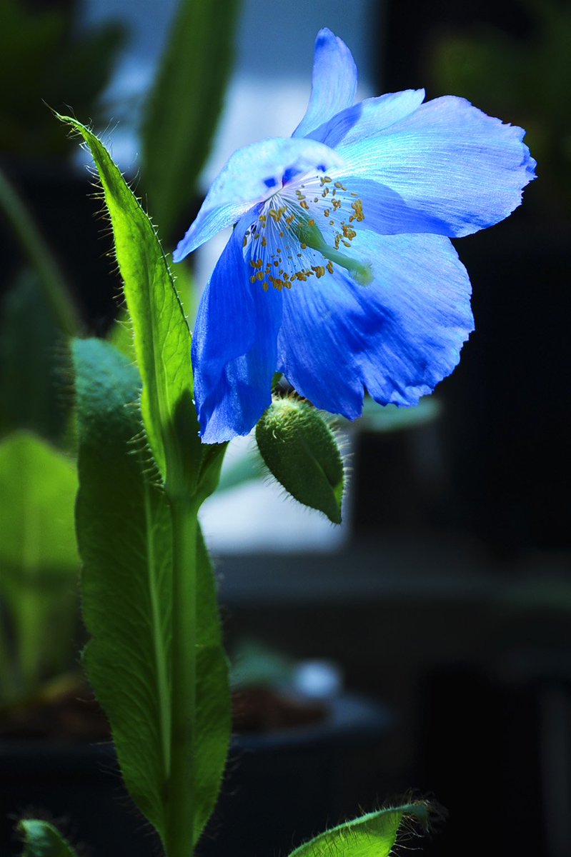 カナト Twitter પર 幻の青いケシ 美しい青でした メコノプシス グランディス メコノプシス ベトニキフォリア 箱根湿生花園
