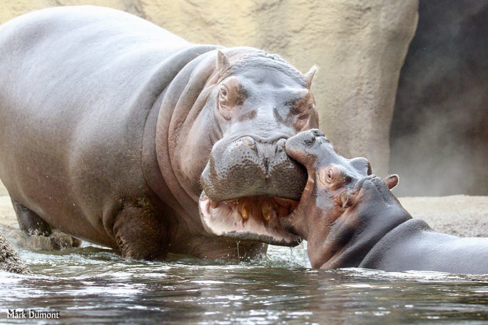 CincinnatiZoo's tweet photo. Don't bite off more than you can chew Fiona! #teamfiona https://t.co/CzO7k8ghJP