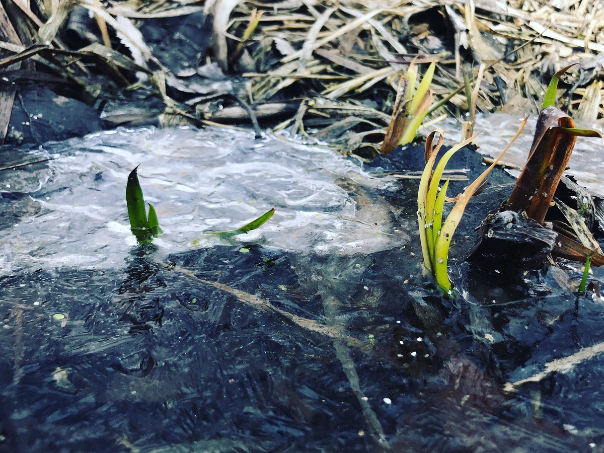 nejsnave's tweet photo. "Just gotta ... get through this ... cold snap ..." #flowerreport #iceedition #toronto https://t.co/d3pOPUueDX