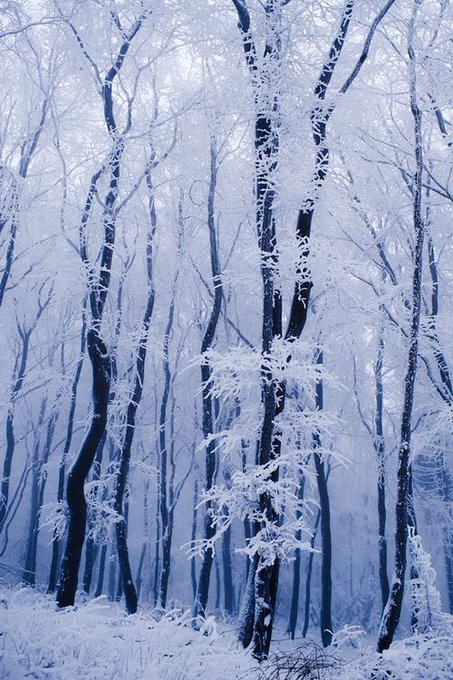 In the snow 