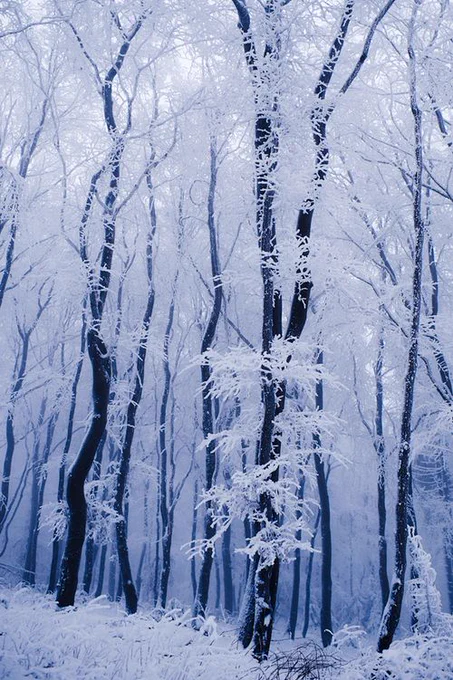 In the snow 