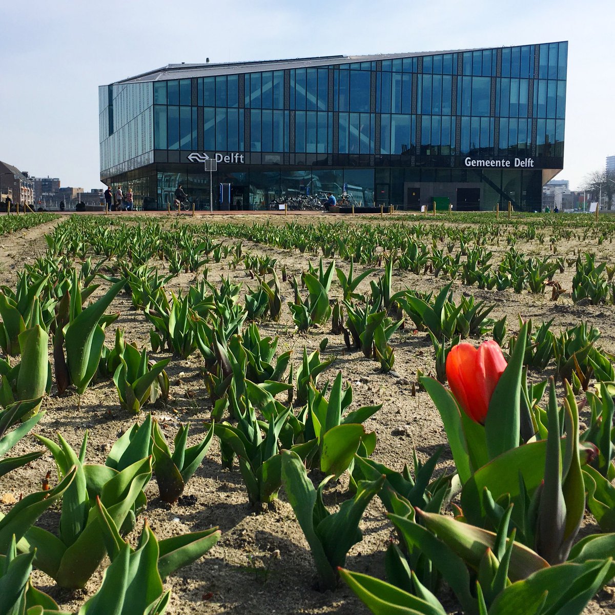 Waar over een tijdje House of Delft komt, werd in december een tijdelijk tulpenveld aangelegd. En de eerste tulpjes komen voorzichtig uit! 😍 #lente #nieuwdelft