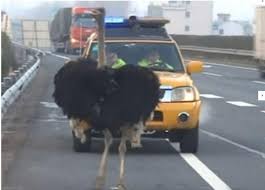 LMassenz's tweet photo. Ostruzzonismo https://t.co/Ublj8dABh8