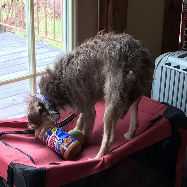 Happy pupper. #dogsofinstagram ift.tt/2EuoM3y