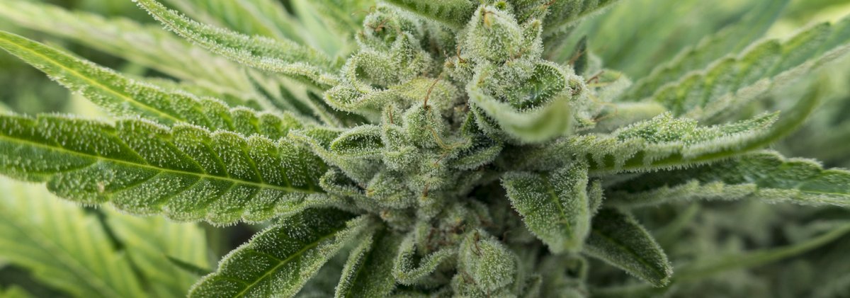 KingNutrients's tweet photo. Need the best practices of bleaning the Hydro tank and equipment? Here it is:
https://t.co/9r5zpeC6lC
#hydrogrow #Hydroponics #cannabis #grow #grower #commercialgrow #mmj #topshelf https://t.co/01SxKjW3Sm