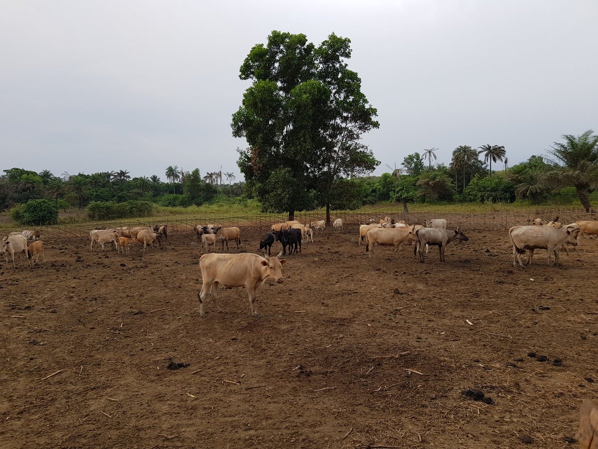 Abraham32683868's tweet photo. Il n y a pas qu'au Fouta que les bovins dessinent le beau paysage ... la Guinée est vraiment magnifique... Excellent Dimanche #Forecariah #Moryah #Guinea #Agriculture #elevage #Développement @IbrahimaKFofana @LamineGUIRASSY https://t.co/iqRqWg9erX