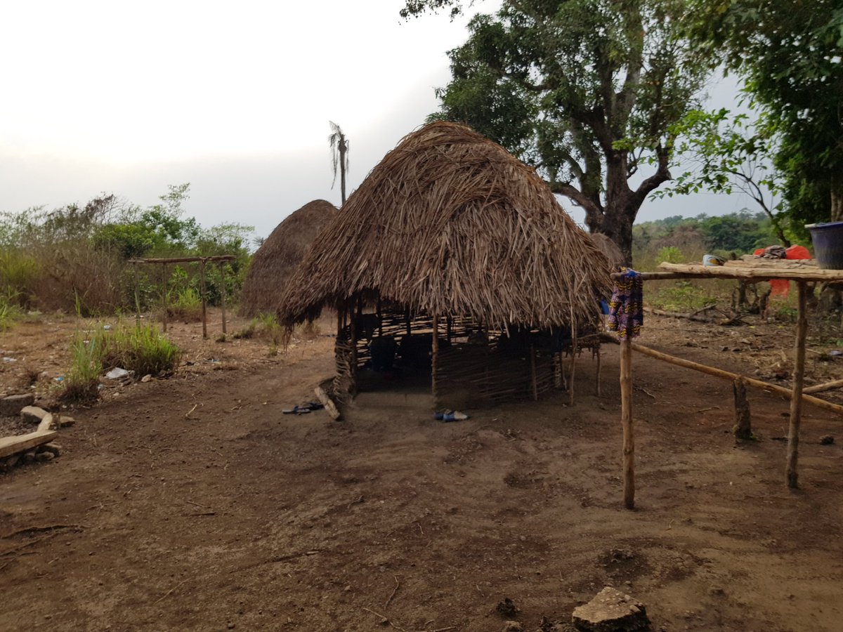 Abraham32683868's tweet photo. Il n y a pas qu'au Fouta que les bovins dessinent le beau paysage ... la Guinée est vraiment magnifique... Excellent Dimanche #Forecariah #Moryah #Guinea #Agriculture #elevage #Développement @IbrahimaKFofana @LamineGUIRASSY https://t.co/iqRqWg9erX
