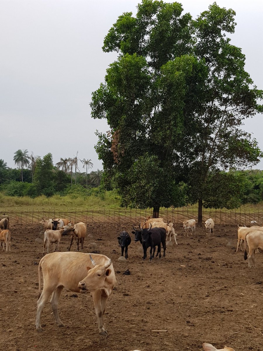 Abraham32683868's tweet photo. Il n y a pas qu'au Fouta que les bovins dessinent le beau paysage ... la Guinée est vraiment magnifique... Excellent Dimanche #Forecariah #Moryah #Guinea #Agriculture #elevage #Développement @IbrahimaKFofana @LamineGUIRASSY https://t.co/iqRqWg9erX