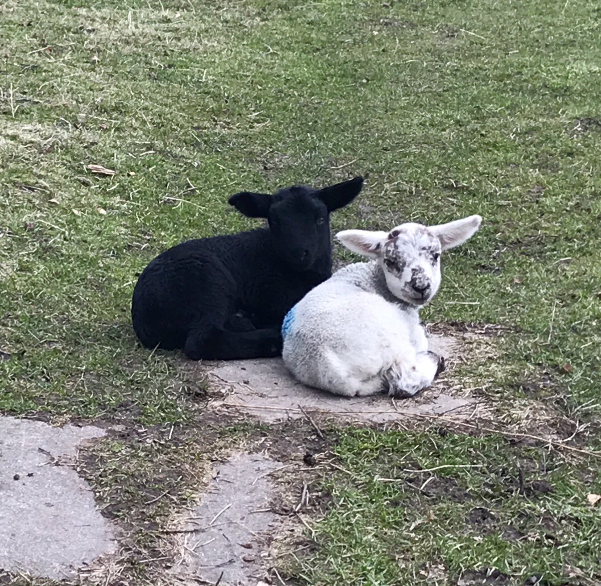 Got to stop taking photos of all the cute babies. #cute #lambs #spring #sheep