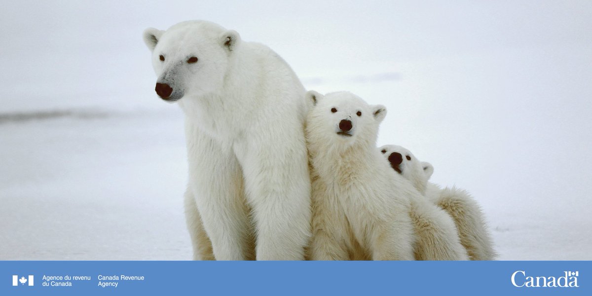 AgenceRevCan's tweet photo. Avant de faire un don à votre organisme sans but lucratif de conservation de la faune préféré, vérifiez s'il est enregistré! https://t.co/ZJ3OiwWXWS #SemaineNationaleDeLaFaune #bienfaisanceARC https://t.co/LpPRiyleYo