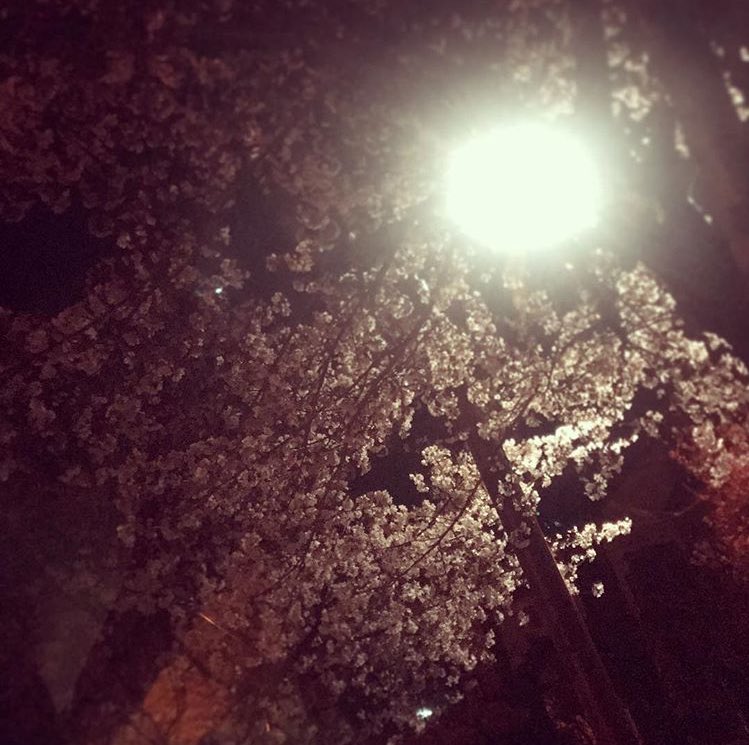 BLAST_SYNDROME's tweet photo. 아이구ㅜㅜ훈스타 세훈아 벚꽃 구경 잘 하구ㅜㅜㅜ푹 쉬구 감기 조심하구ㅜㅜ오늘 너무 춥댜ㅜㅜㅜ https://t.co/DCbblG3Wzh