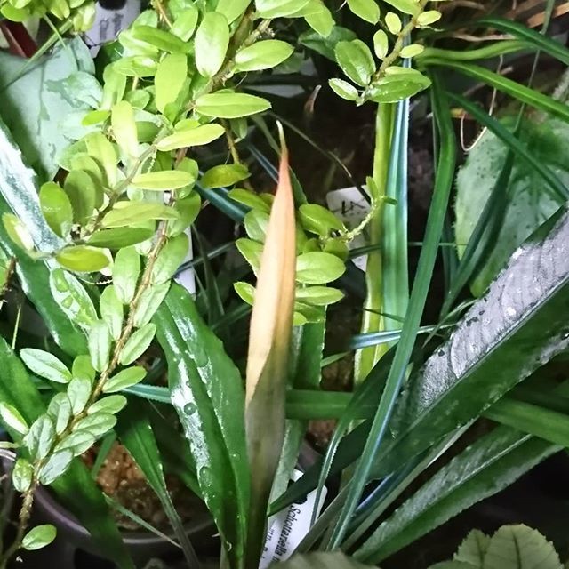 hondashi6_6's tweet photo. 昔にスコッタリエラ・ミリフィカ ウル・パカンで買った草に花芽が上がってきた。
結構長い。
これスコッタリエラでいいのかな？ｗ

#TEAM_HA #スコッタリエラ #ミリフィカ #Schottariella #mirifica #TB便 https://t.co/BeC1zydOsh https://t.co/3QEMmkXlvo