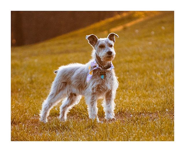 SkySnapImages's tweet photo. My mom's dog, Frodo looking majestic af 
#cute #schnauzer #dog #schnauzersofinstagram #dogsofinstagram #schnauzerlove #dogs #schnauzerworld #dogstagram #schnauzer_feature #instadog #schnauzermini #puppy #schnauzerpuppy #dogoftheday #minischnauzer #doglov… https://t.co/4pXWKSmaTg https://t.co/jqfbvYuSxP