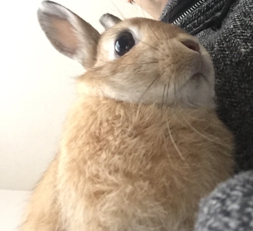 可愛いは正義 うさぎのクリクリしたお目々にいつも癒される 嬉しいとか楽しいって感情がわかるから愛おしさが倍増しちゃう 飼い主はこのアングルと背中から振り返る姿がイチオシです うさぎ好きさんと繋がりたい うさぎ Rabbit 1番可愛いウサギの