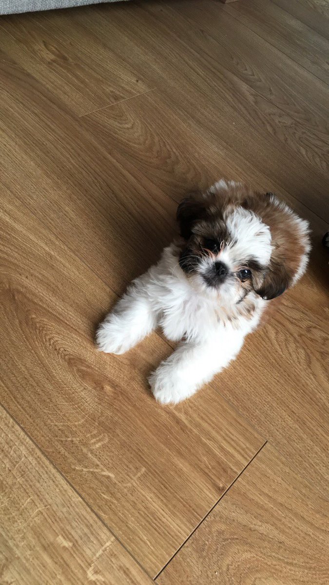 KiraWebber's tweet photo. Aw he’s just perfect ❤️ https://t.co/IQPoqA4D15