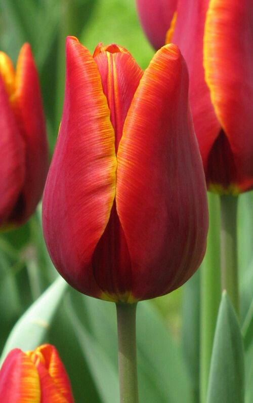 1MillionTulips's tweet photo. One Million Tulips. Canadian Tulip Festival May 11th - 21st 2018 #Tulips #OneMillionTulips #WorldOfFlowers #WorldOfTulips #WorldOfFriendship @CdnTulipfest @CovertOttawaGuy @tulips_holland #ottawatulipfestival #tulipfestival @ValleyTulips @TulipCrush #MajorsHill # https://t.co/b6DM7dpaxq