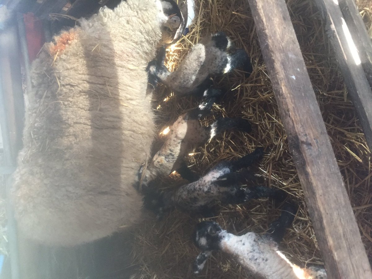 Quite a productive ewe #lambing18#homestraight