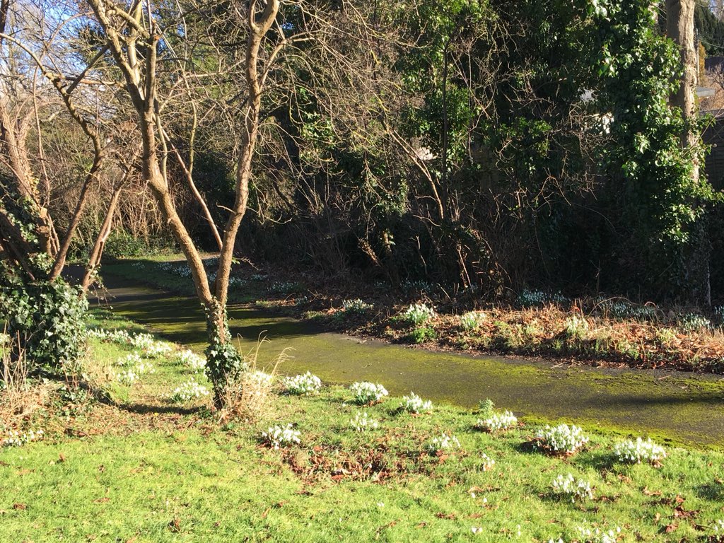 Blue Bamboo Design tweet media