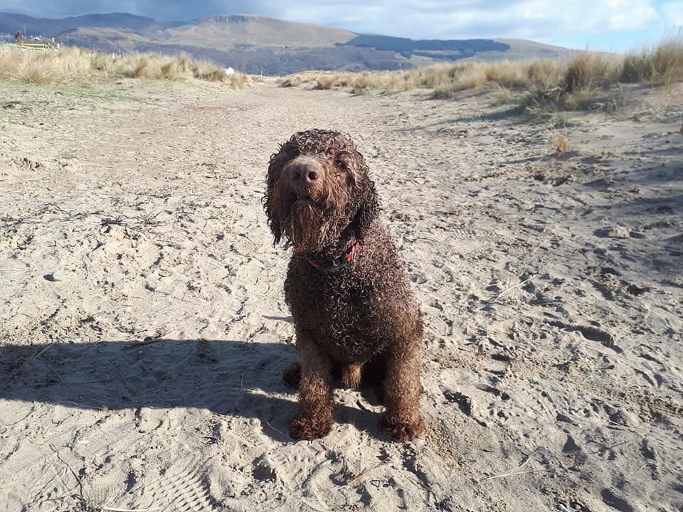 morwendonhouse's tweet photo. Dodge sporting a very sandy beard #sandySunday #sandyface #Labradoodle โค๏ธ๐พ https://t.co/benQySXc8U