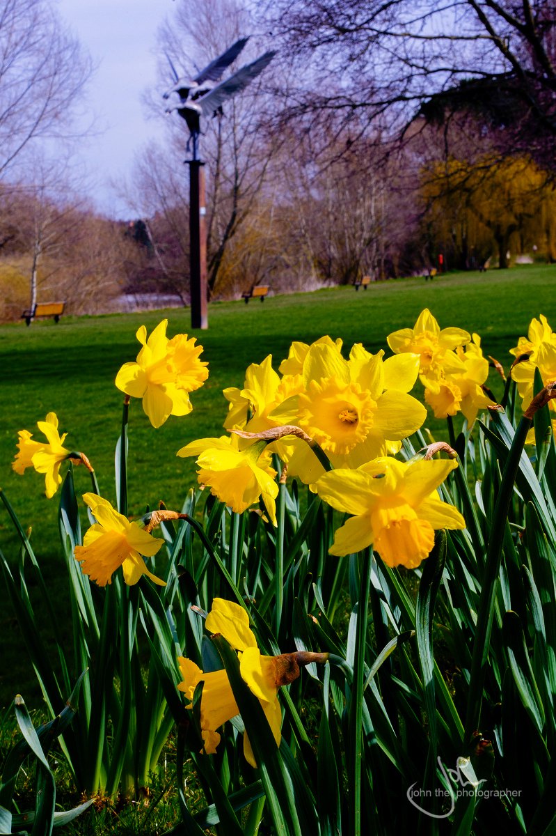 johnthefoto's tweet photo. No-one seems to have these yellow beauties that it's still a bit nippy outside and to stay in bed for a while longer... isn't nature wonderful.. #herefordshire  #photographer #spring https://t.co/zRvK3qD5XU