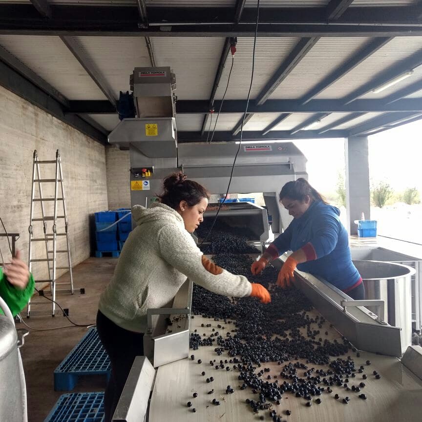 TheTintos's tweet image. Recepción de uvas 🍇 recién cosechadas ✂ en @BodegaCDS ➡ sólo en nuestro #WineTour 🍷 #UltraUco
💲 Consulte preço especial com desconto.
📧 info@mendoza-andes.com.

🍷 ULTRA UCO WINE TOUR
⚠#weareofficial EvyT Leg.15414.
⚠Não tome riscos: compre somente com agências oficiais.
