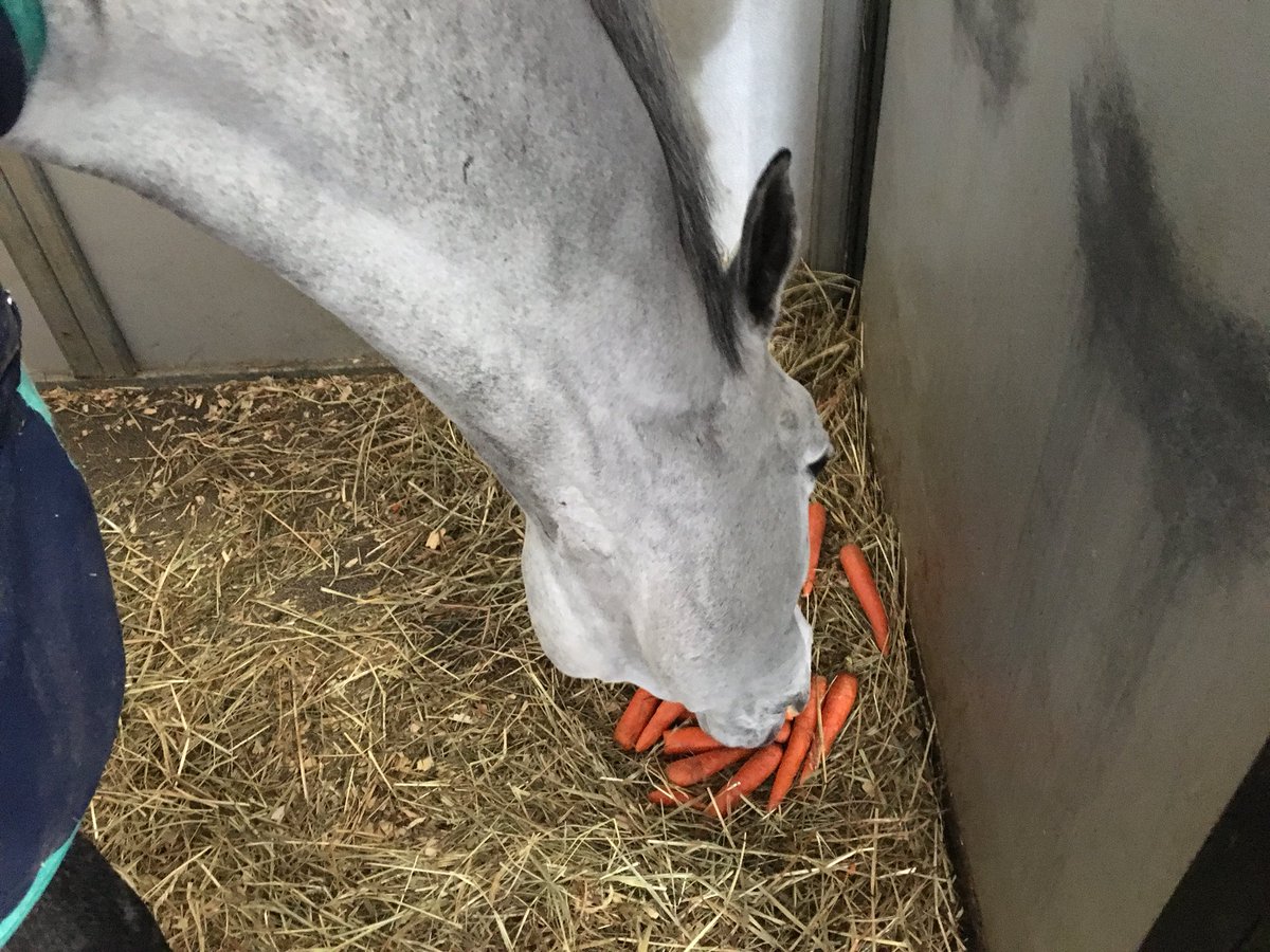 HoyEventing's tweet photo. Everyone at #TeamHoy is enjoying some well deserved carrots to finish the weekend!! 🤣🤣
@tryon2018 #WEGTestEvent https://t.co/2vFMVj2tVv