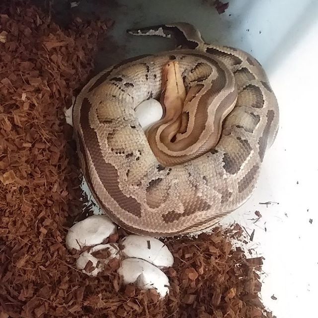 DesignerExotics's tweet image. We have eggs!! She laid 2 weeks after her expected lay date and we didn’t think it was going to happen. We are letting her maternally incubate the eggs and let nature take its course!! #pythoneggs #pythons #snakes #breedingseason #eggs #babies #hatching #spring #designerexotics