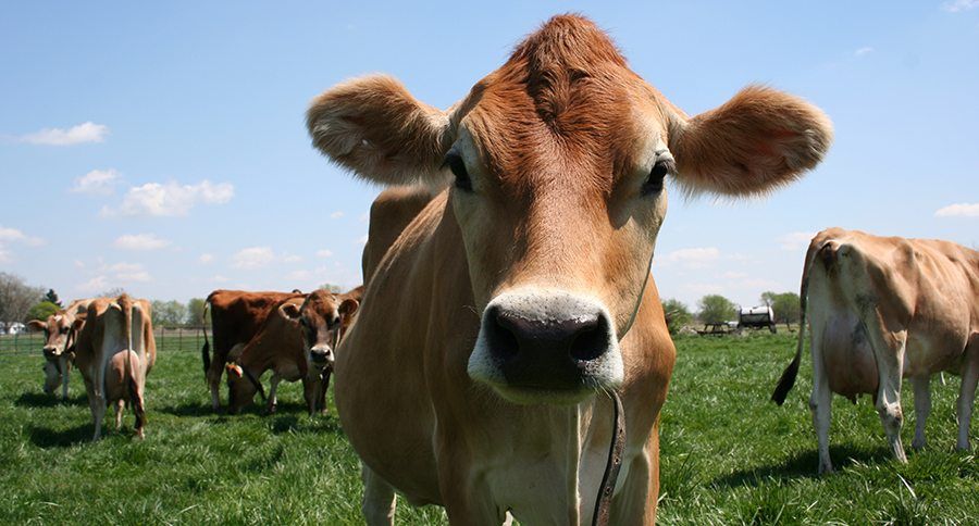 Do you know the difference between a cow and a heifer? buff.ly/2J2va5H