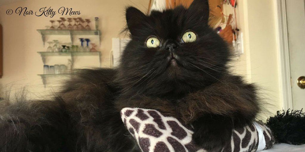 noirkittymews's tweet photo. How has Kickeroo helped you? Ready my story at: https://t.co/yWwNcVnriN
#NoirKittyMews #Kickeroo https://t.co/B4L5hO9MSr