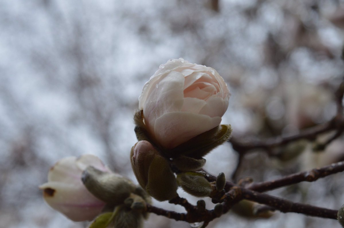 DefaultPC_'s tweet image. Spring is finally here. Might be more to come. Check some more out imgur.com/a/qzzNw