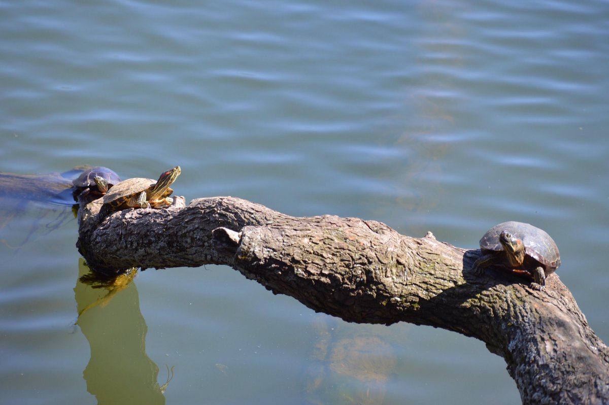 DefaultPC_'s tweet image. Spring is finally here. Might be more to come. Check some more out imgur.com/a/qzzNw