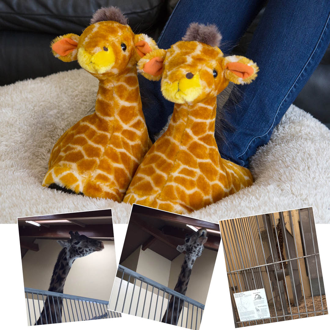 BuyHappyFeet's tweet photo. It's National Zoo Lovers Day! Our Giraffe slippers think this day is tip top! 🦒https://t.co/0nb1IzTThG
#happyfeetslippers #giraffeslippers #zooloversday #giraffes #zooanimals #comfyslippers #animalslippers #bestslippersever #sharktank https://t.co/elqNA3WCDe