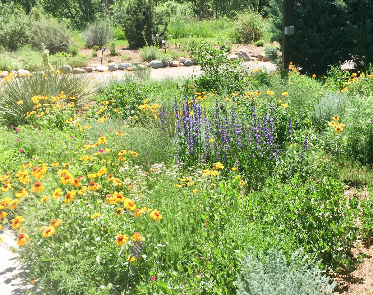 ColoradoNPS's tweet photo. #SharingSunday: Only 1 week left to order #ColoradoNativePlants on the #CoNPS Plant Sale https://t.co/Qb3ANa0dOw Order by April 15 + pick up on May 5 in Boulder, Colorado Springs, Littleton or Loveland. Pic by @jenbousselot of the native plant garden at @botanic Chatfield Farms. https://t.co/OyzEQWHGsg