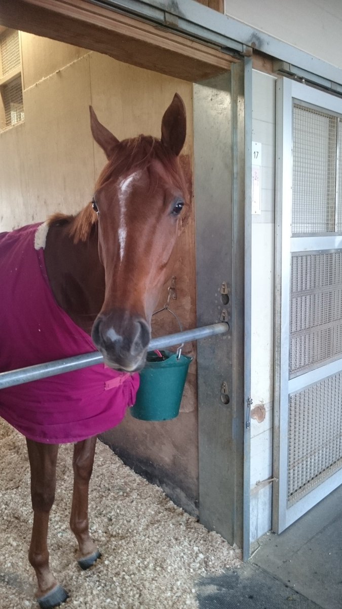 丸内永舟 Twitterren ラッキーライラックの無事を確認 いつもの甘えん坊のラック そうやってレースが嫌にならずに成長していってくれれば 負けはしたけど 桜花賞の舞台で1番人気のレースをしたラック 立派だと思います