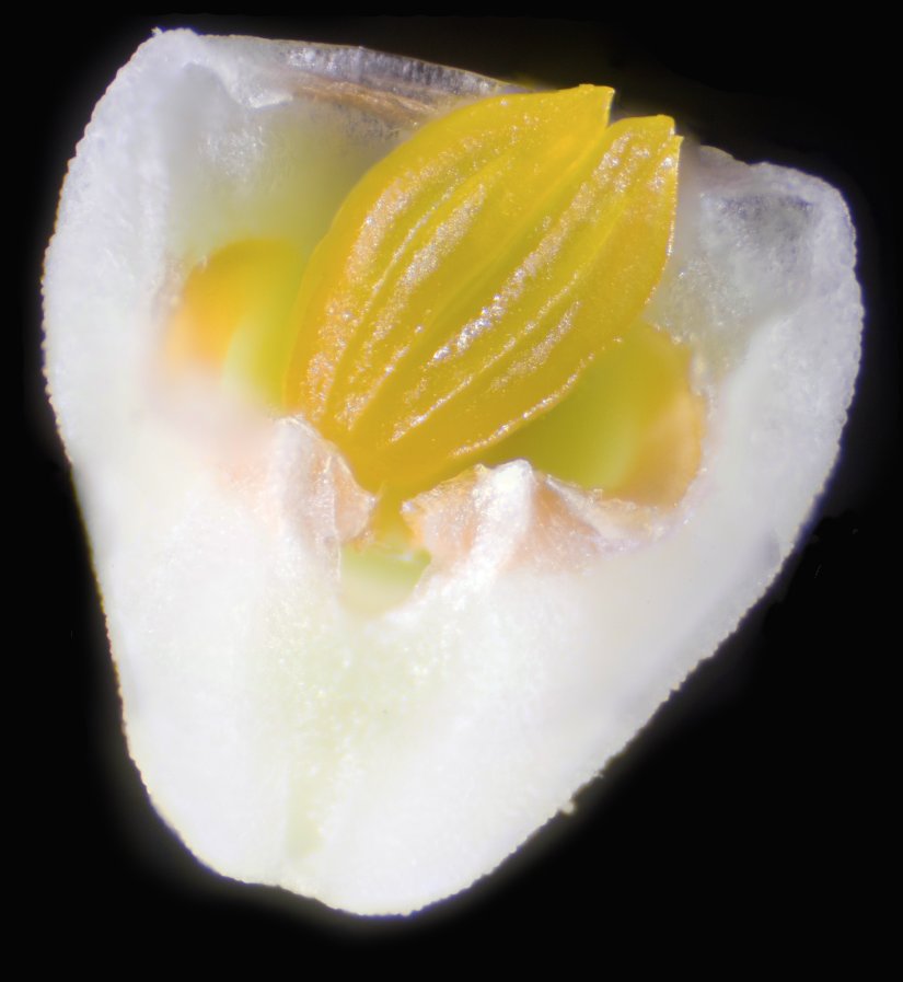 Orchids clump their pollen into a few large clusters!