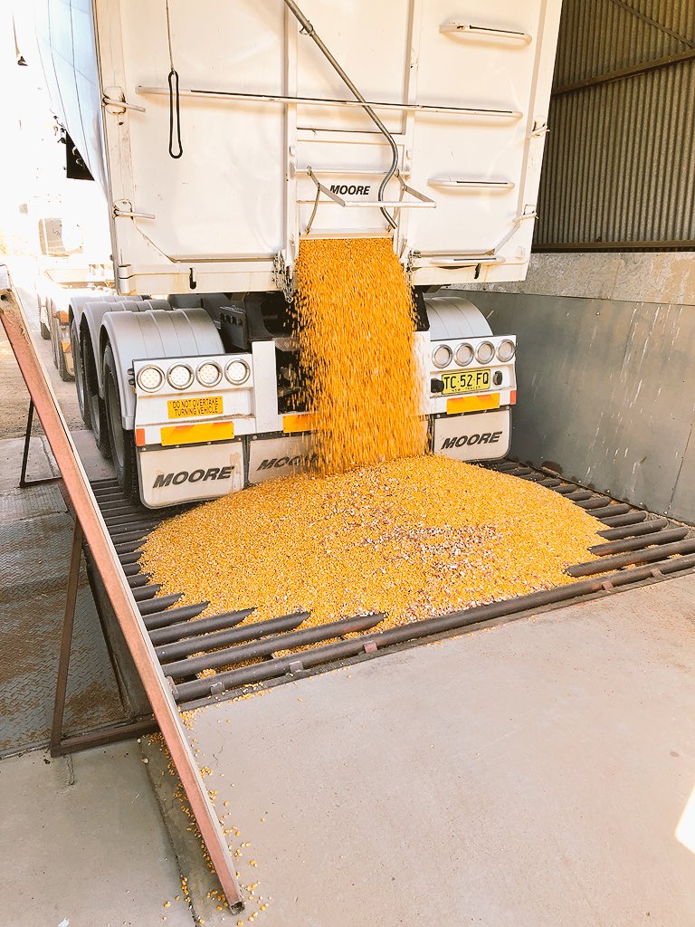 CrokerGrain1's tweet photo. Maize now rolling into our Berrigan site. From all reports yields better than expected. Paying $270 a tonne. @GrainGrowersLtd https://t.co/WChm23eXNj