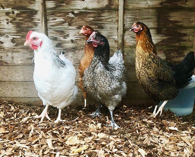 natravelblog's tweet photo. Meet our latest additions to the family: Hennifer, Meryl (Cheep), Norbert and Taco. Just need them to start laying now! 🐓 •
•
•
•
#chickens #chicks #eggs #springchickens #countrylife #countrygirl #animalkingdom #hens #cute #petsofinstagram #petstagram #chickensofinstagra… https://t.co/z0ZUF1Ahl9