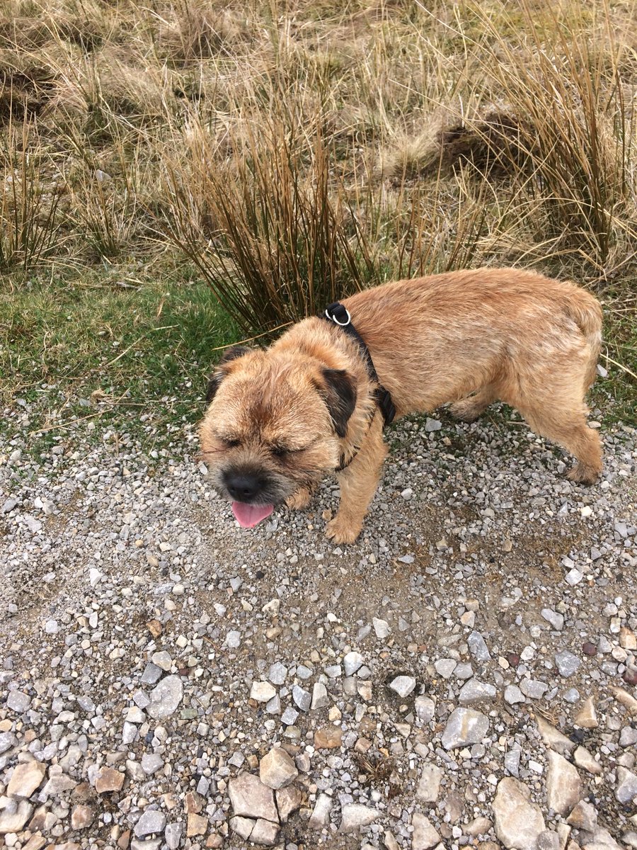 BorderDex's tweet photo. Mam trying hard to take a nice pic but I either looked away or shut my eyes. Bol https://t.co/R1BmcedA6q