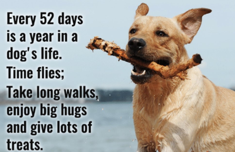petprosservices's tweet photo. Happy Sunday! Find time to give your dog some treats today :) 

#PetPros #pets #dogs #animallovers #petcare #pethealth https://t.co/IIKE5vGZDR