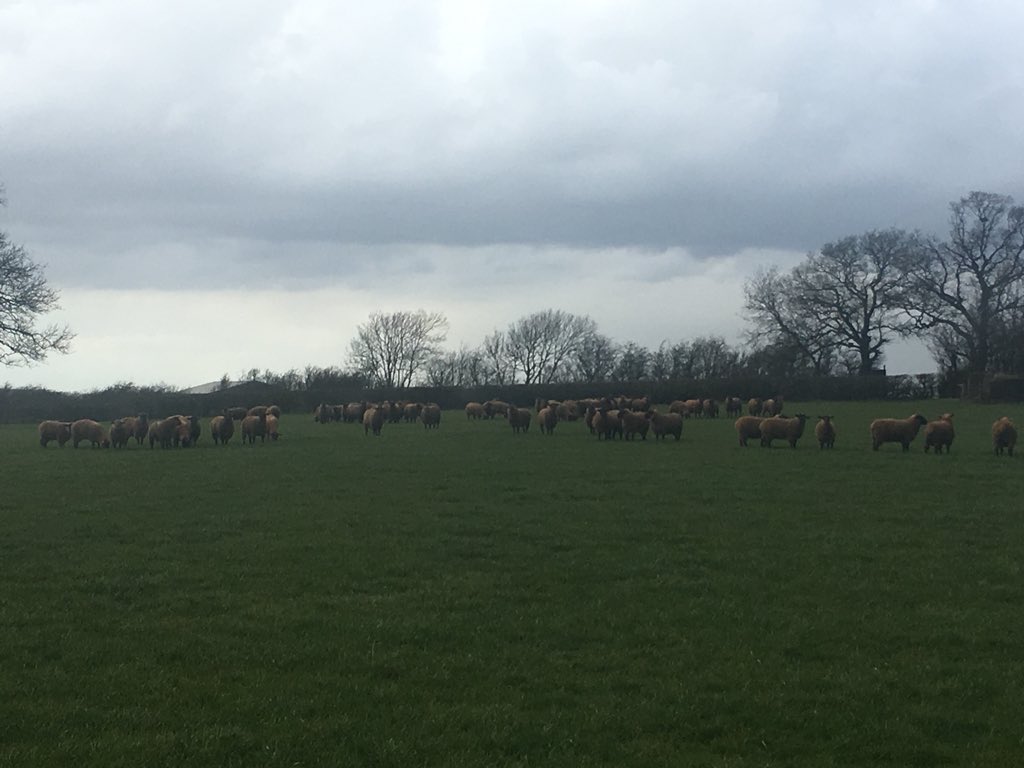 Bentley Suffolks on Twitter "Big week, Rams home, lambs all out, main