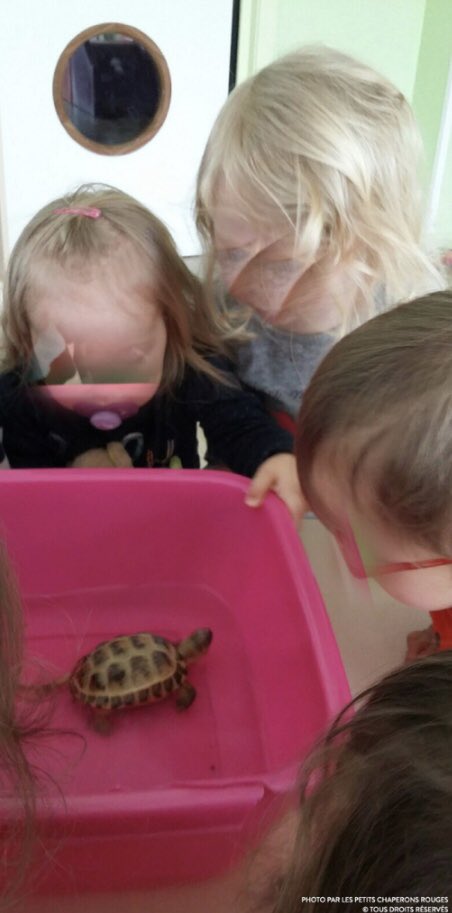 Natfab1's tweet photo. Les enfants prennent soin des nouveaux arrivés #nourrir #nettoyer #laver  #grandir #MicroCrècheDeThionville #crècheDeObernai @aureliewirtz67 @celia1089 @Creches_LPCR https://t.co/feKqQOKQKE