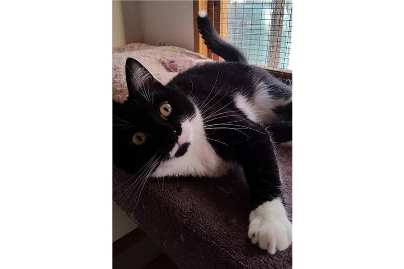 Corby_Cats's tweet photo. This dapper young man is Beau, he's 10 months old, he loves to play, loves a fuss and has the cutest white tip on his tail! 

For a little more info (and more photos of this handsome face!) follow:

https://t.co/OaabAWRvgh

#Kettering #Corby #Cats #Adopt https://t.co/d9ZOkmqDET