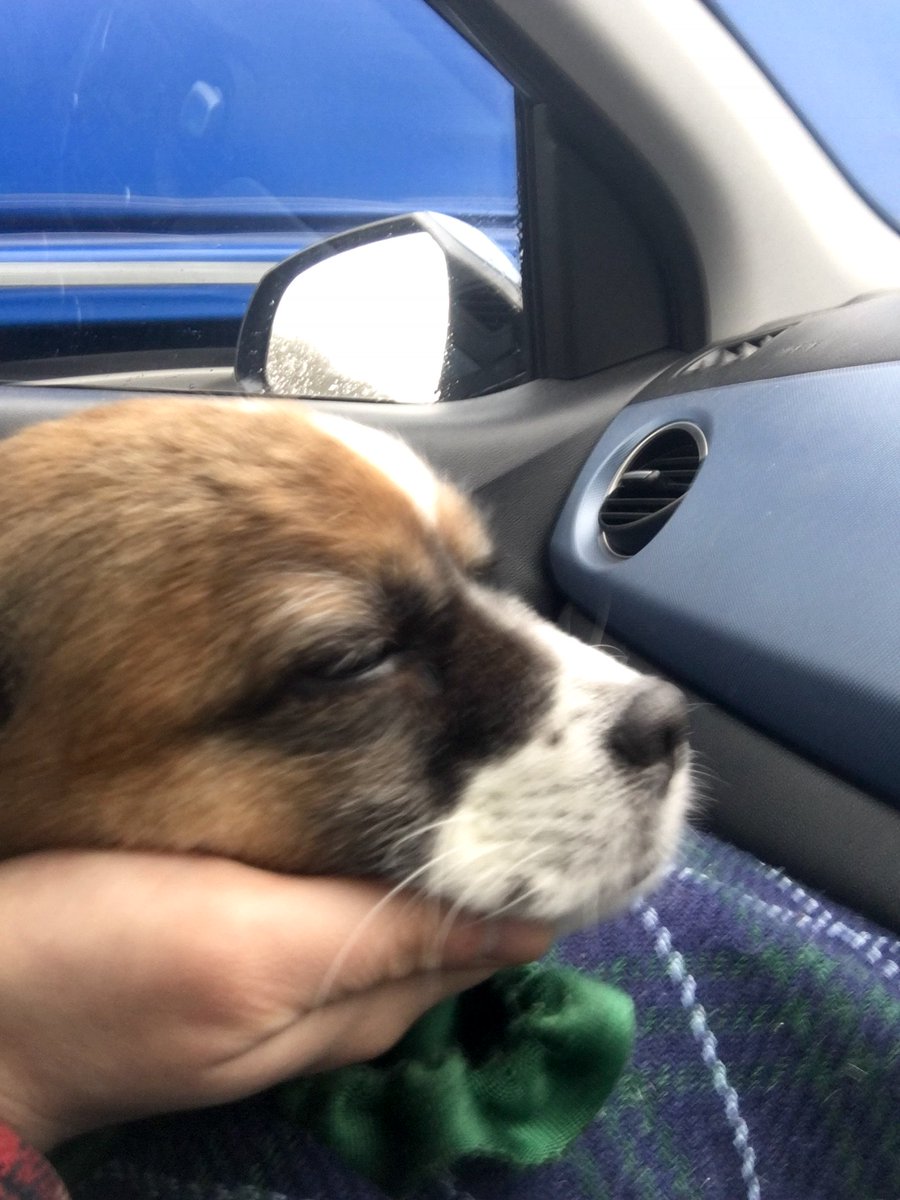 PoppyTherapyDog's tweet photo. While Oliver practices his Justice  Facility Dog skills, Poppy does what she knows best.... sleep. @JusticeDogsLab https://t.co/SBcOGZn2Ni