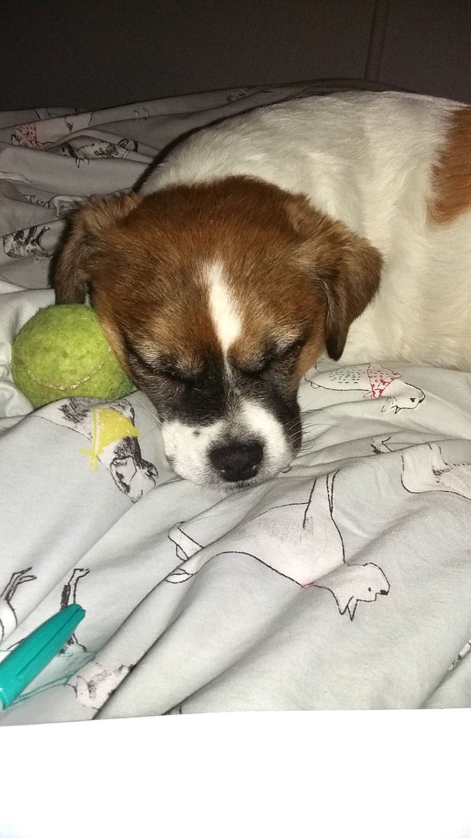 PoppyTherapyDog's tweet photo. While Oliver practices his Justice  Facility Dog skills, Poppy does what she knows best.... sleep. @JusticeDogsLab https://t.co/SBcOGZn2Ni