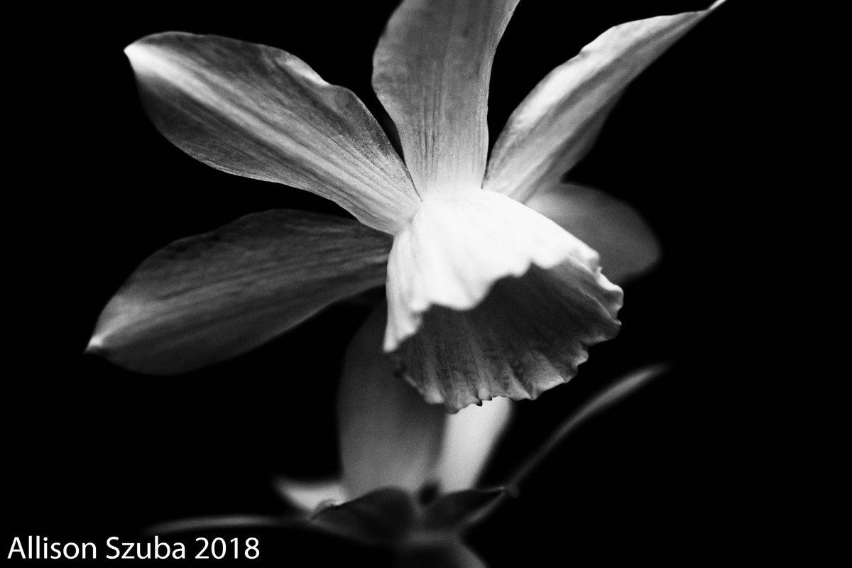 agentrypics's tweet photo. A beautiful bloom... https://t.co/Oj3lNTu1D4