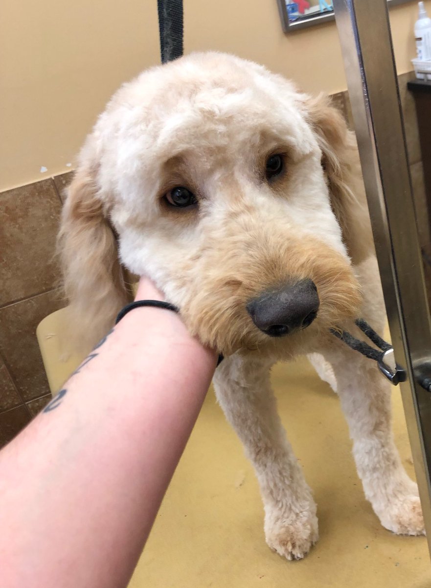 petsmart2480 tweet media