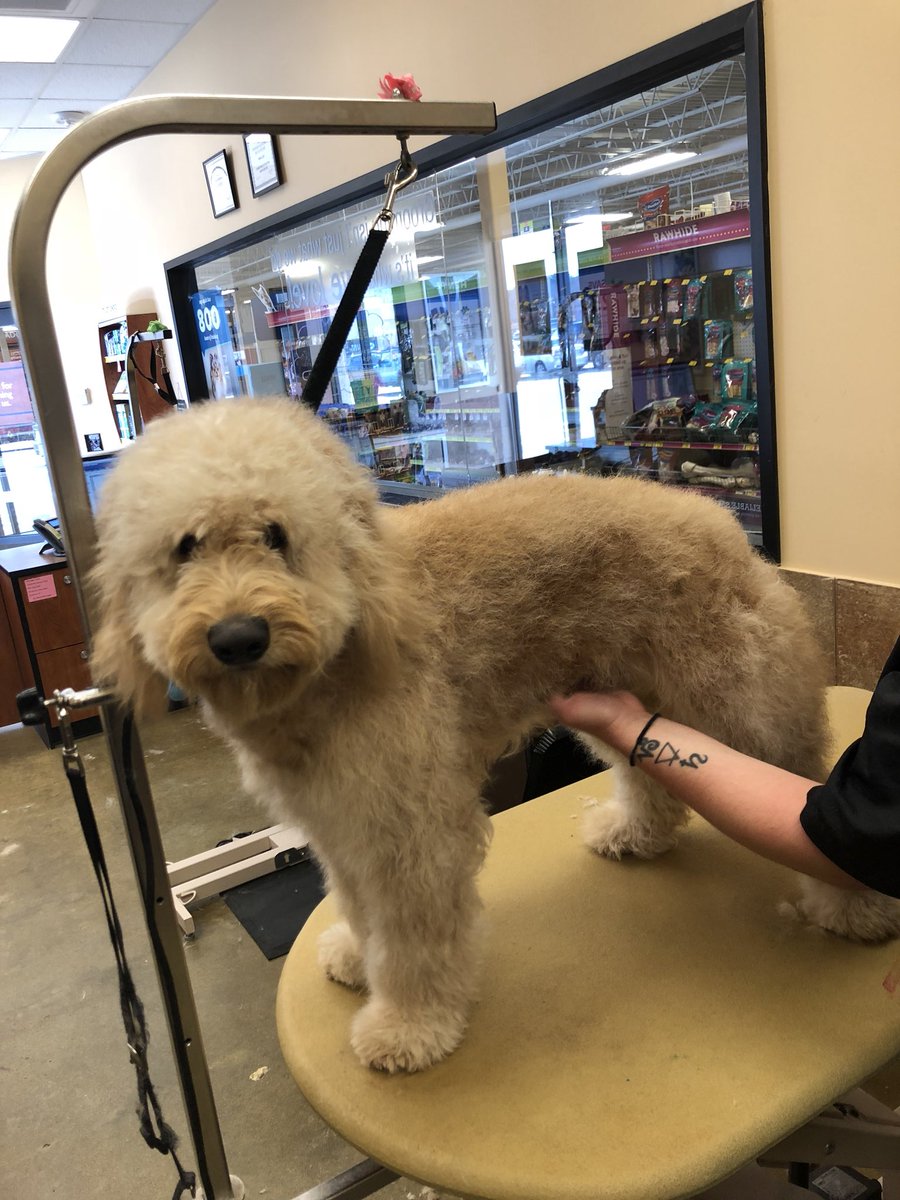 petsmart2480 tweet media