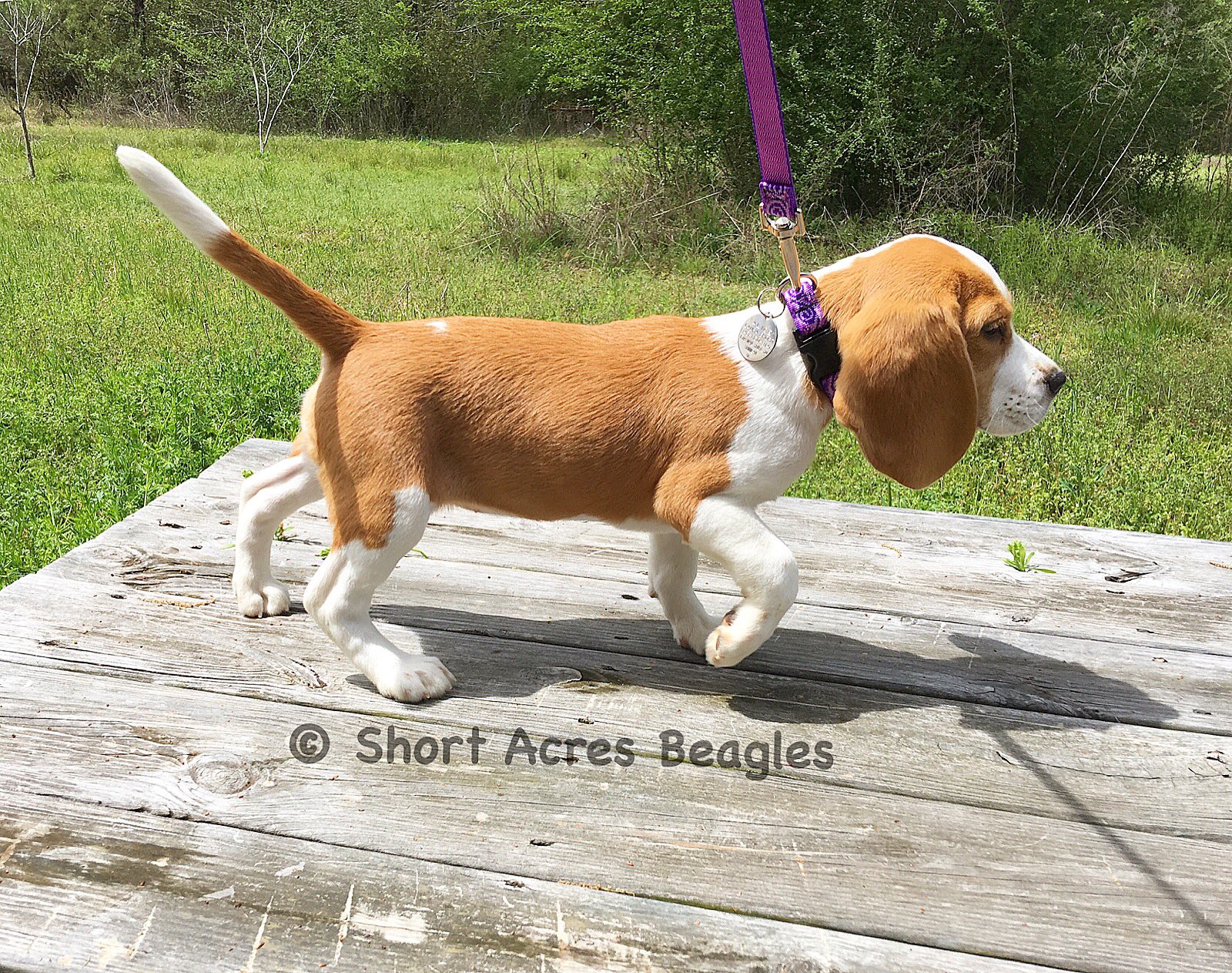 Sunshine acres beagle puppies sales