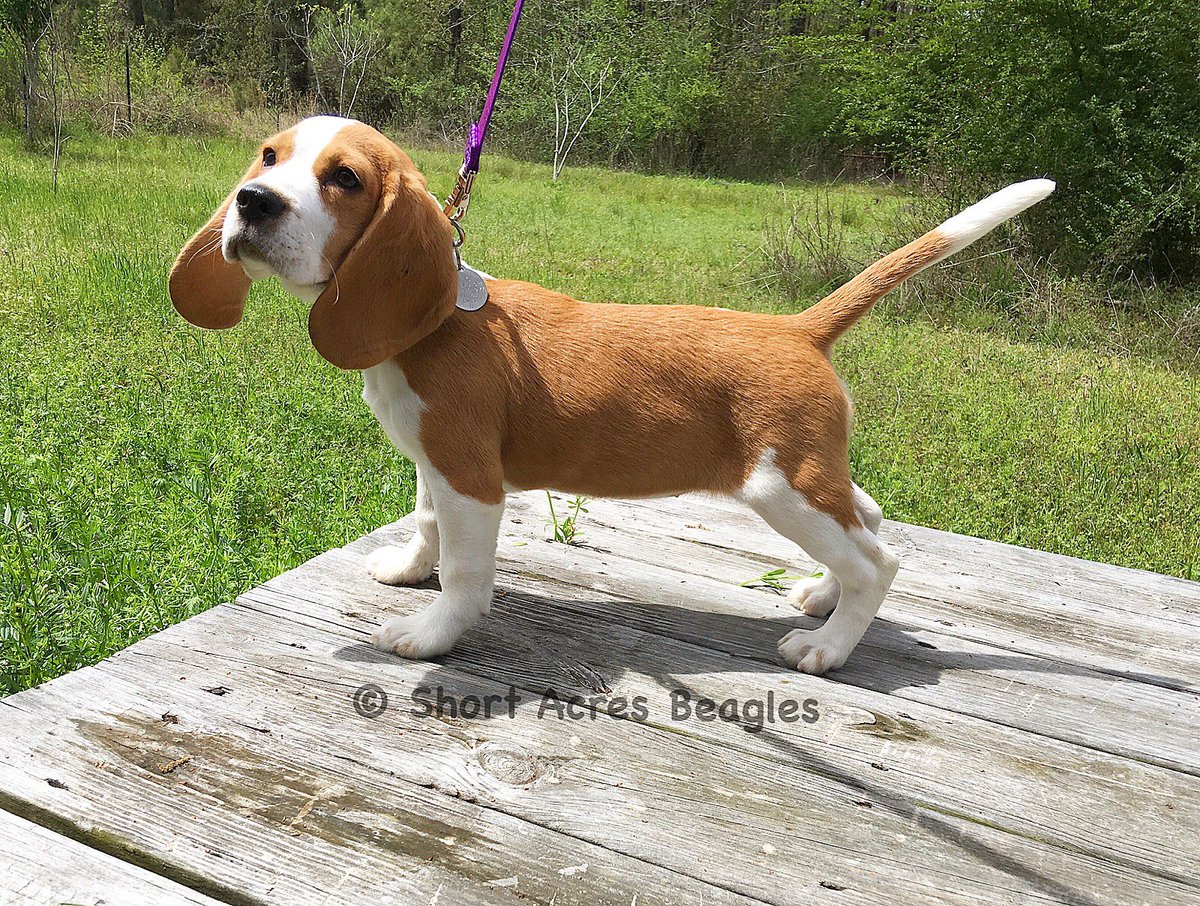 sunshine acres beagles